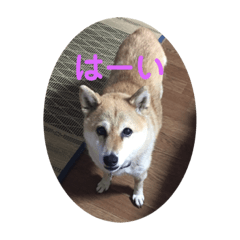 [LINEスタンプ] 藤井家のあやめ2