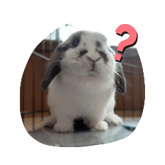 [LINEスタンプ] アリスうさぎ よく使うスタンプ