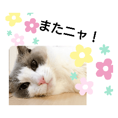 [LINEスタンプ] ラグドールスタンプ2