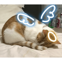 [LINEスタンプ] キューティピーチ
