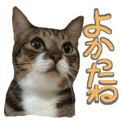[LINEスタンプ] 猫のしょこたん