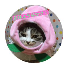 [LINEスタンプ] 杏ちゃんのわけわけスタンプ3♡