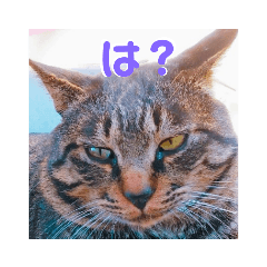 [LINEスタンプ] うちのお庭番野良猫2