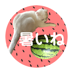 [LINEスタンプ] 白猫のんびり夏ライフ