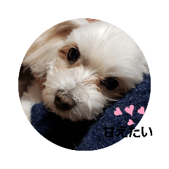 [LINEスタンプ] コロンとの生活