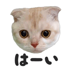 [LINEスタンプ] パコとゆかいなニャンコたち
