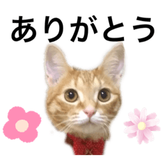 [LINEスタンプ] 茶トラのとらん