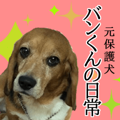 [LINEスタンプ] 元保護犬バンくんの日常の画像（メイン）