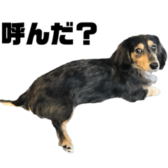 【日常】実写犬スタンプ（ダックス）
