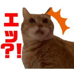 [LINEスタンプ] うにゃお君