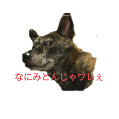 [LINEスタンプ] リオ様のスタンプ