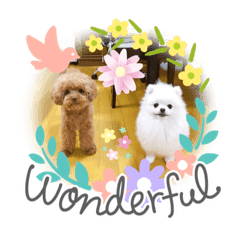 [LINEスタンプ] 【シュシュ看板犬スタンプ】MOKA＆みるく