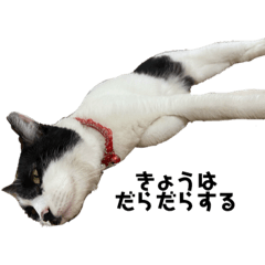 [LINEスタンプ] ぱんだ猫のパンちゃん