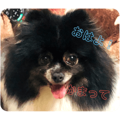 [LINEスタンプ] 愛しのここあ