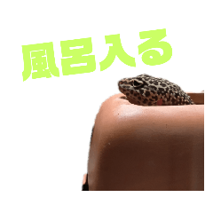 [LINEスタンプ] レオパのパルちゃん