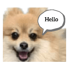 [LINEスタンプ] 可愛いポメラニアン      ルルとマロン