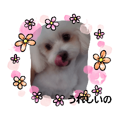 [LINEスタンプ] 毎日コロン