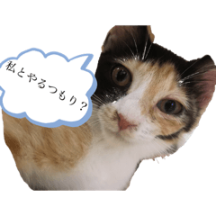 [LINEスタンプ] 可愛いぬこ//