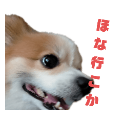 [LINEスタンプ] パピヨンのメロンくん（関西弁）