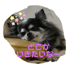 [LINEスタンプ] ワンだふるでぃ