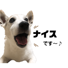 [LINEスタンプ] 愛犬はやて 毎日スタンプ【敬語】