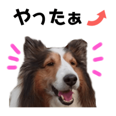 [LINEスタンプ] 看板犬コタロー2