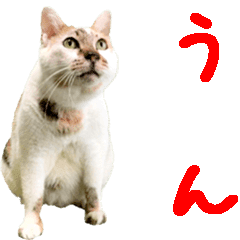 [LINEスタンプ] 三毛猫すっぴーのアニメーションスタンプ