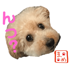[LINEスタンプ] トイプードルまめ 第四弾