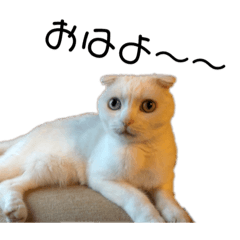 [LINEスタンプ] 白猫ゆる暮らしにゃ