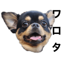 [LINEスタンプ] うちのぶんた