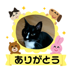 [LINEスタンプ] クロの☆ワンダフルライフ♪