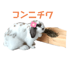 [LINEスタンプ] アリスうさぎ まいにち使えることば 32個の画像（メイン）
