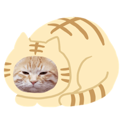 [LINEスタンプ] あるぱかっそのねこねこすたんぷ