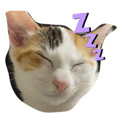 [LINEスタンプ] うちの猫2匹