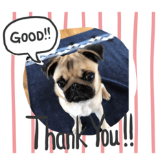 [LINEスタンプ] パグ犬のあんずちゃん