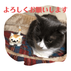 [LINEスタンプ] ぐれこさん