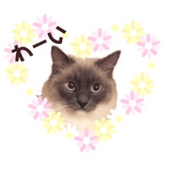 [LINEスタンプ] チェルミちゃん