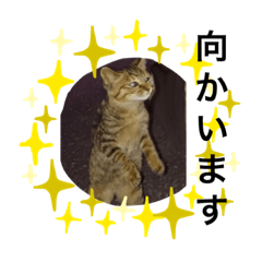 [LINEスタンプ] しまちゃん、二本足