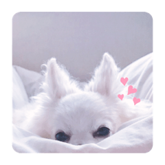 [LINEスタンプ] チワワのショコラくん2