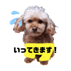 [LINEスタンプ] かいぬしに似た犬