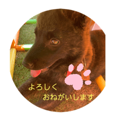 [LINEスタンプ] 甲斐犬らんちゃん②