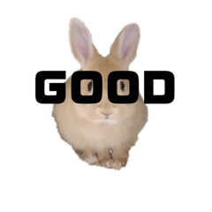 [LINEスタンプ] うさぎとトカゲ