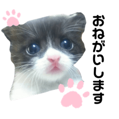 [LINEスタンプ] 捨て猫ぼんバジ