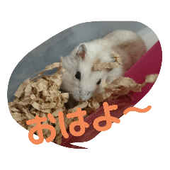[LINEスタンプ] 癒しジャンガリアンハムスター