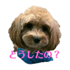 [LINEスタンプ] シエルスタンプズ4