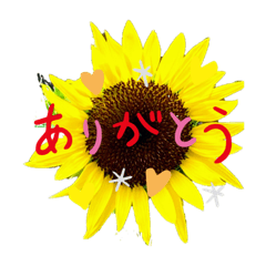 [LINEスタンプ] 夏挨拶スタンプ