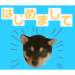 柴犬のこはるなんです〜テスト〜