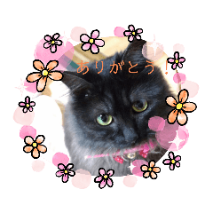 [LINEスタンプ] もふシャル