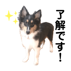 [LINEスタンプ] シェルティ【あずき】