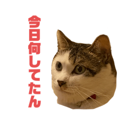 [LINEスタンプ] イッヌandネッコスタンプ1